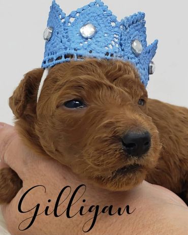 F1b Labradoodle Puppy