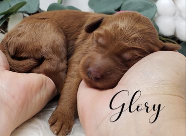F1b Labradoodle Puppy