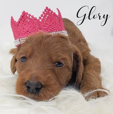 F1b Labradoodle Puppy