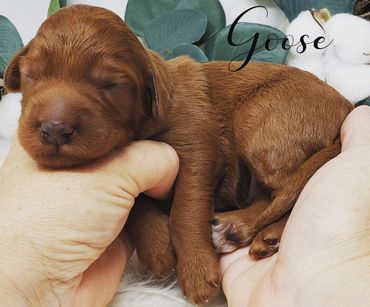 F1b Labradoodle Puppy