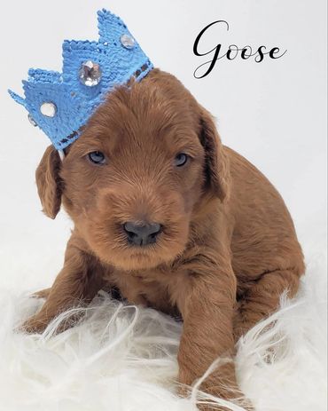 F1b Labradoodle Puppy