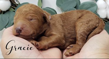 F1b Labradoodle Puppy