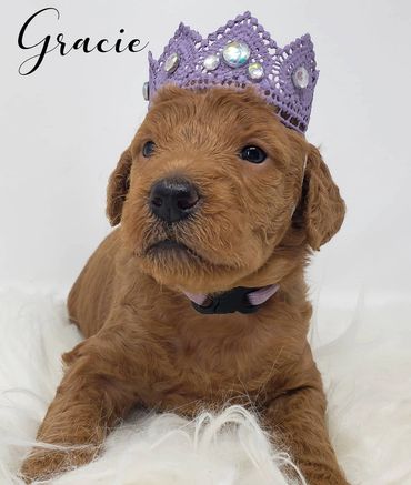 F1b Labradoodle Puppy