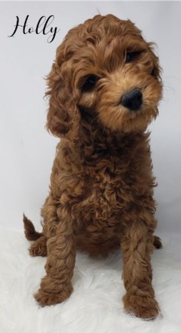 F1b Labradoodle Puppy