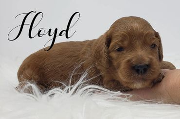 F1b Goldendoodle Puppy
