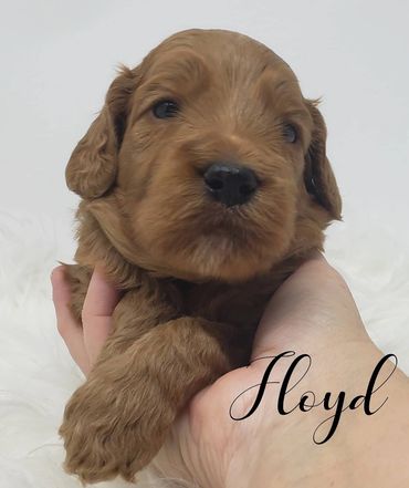 F1b Goldendoodle Puppy