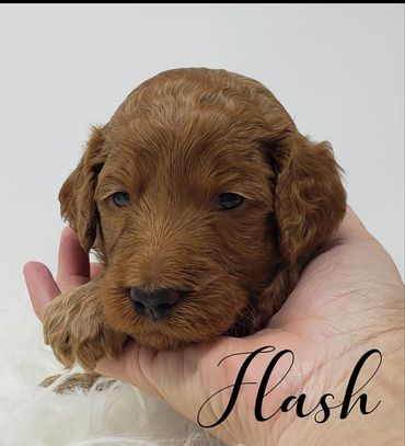 F1b Goldendoodle Puppy
