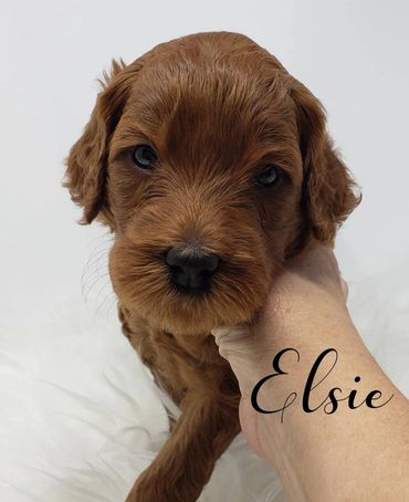 F1b Labradoodle Puppy