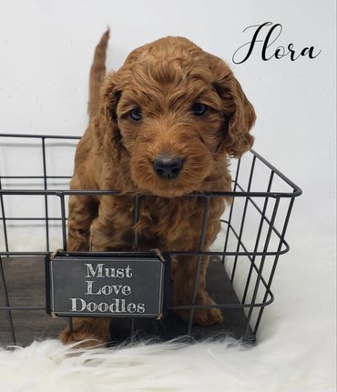 F1b Goldendoodle Puppy