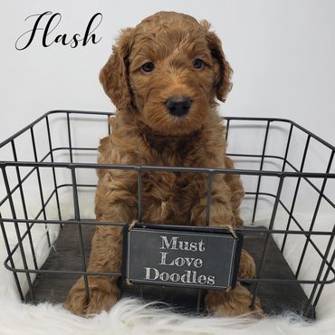 F1b Goldendoodle Puppy