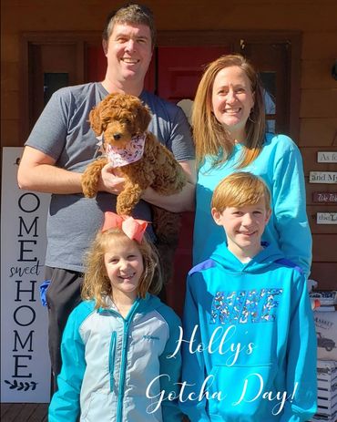 F1b Labradoodle Puppy