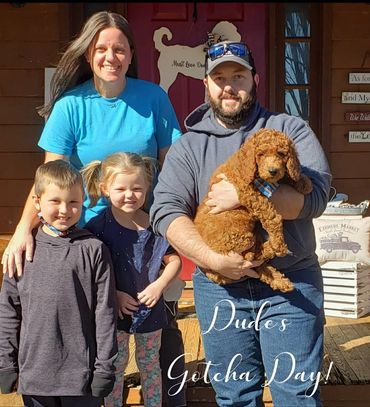 F1b Labradoodle Puppy