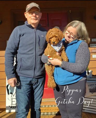 F1b Labradoodle Puppy