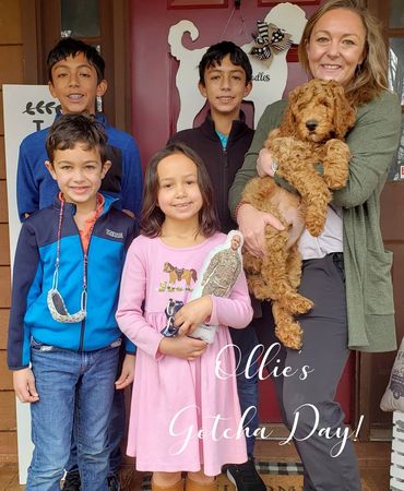 F1b Goldendoodle Puppy