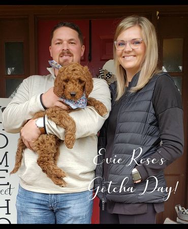 F1b Goldendoodle Puppy