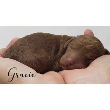 F1b Labradoodle Puppy