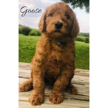 F1b Labradoodle Puppy