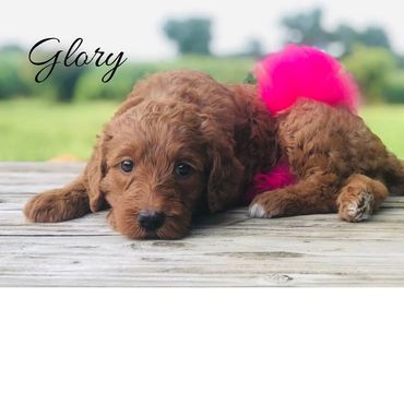 F1b Labradoodle Puppy