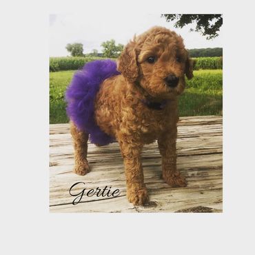 F1b Labradoodle Puppy