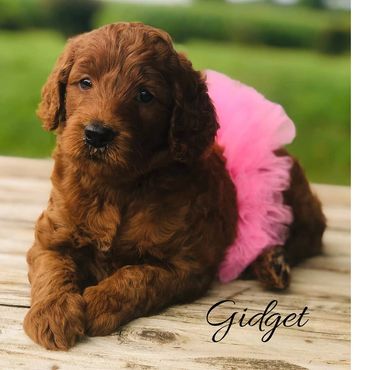 F1b Labradoodle Puppy