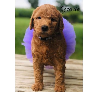 F1b Labradoodle Puppy