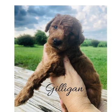 F1b Labradoodle Puppy