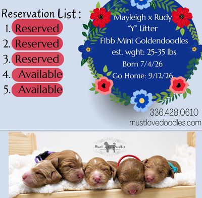 Newborn mini goldendoodle puppies with reservation status.