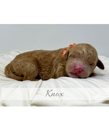 Goldendoodle Puppy