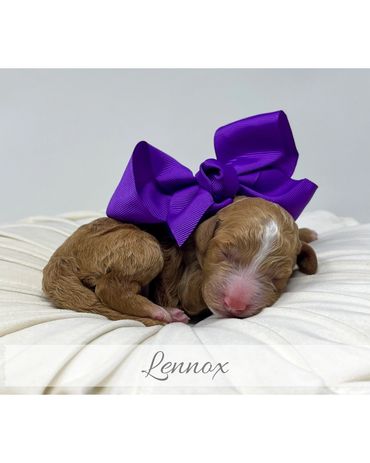 Goldendoodle Puppy