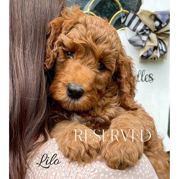 F1b Goldendoodle Puppy