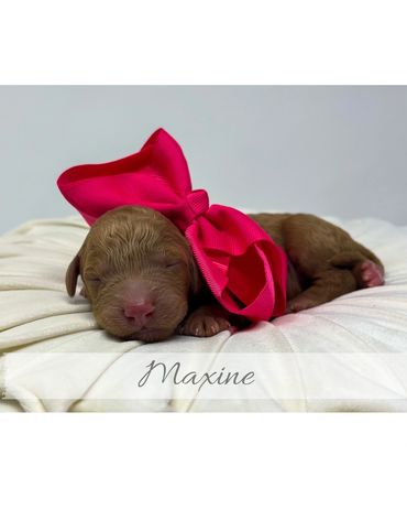 Goldendoodle Puppy