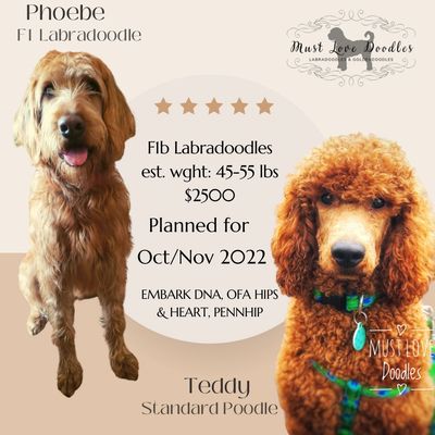F1b Labradoodle puppies