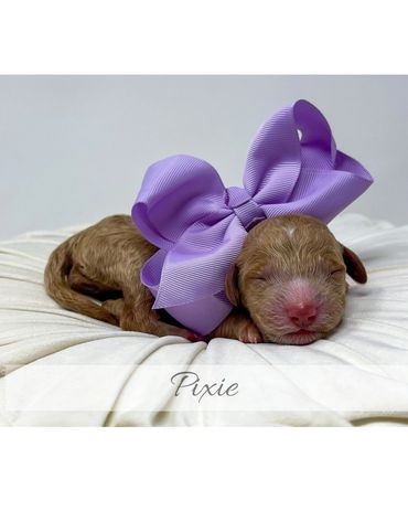 Goldendoodle Puppy