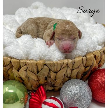 Mini Labradoodle Puppy