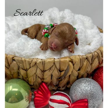 Mini Labradoodle Puppy