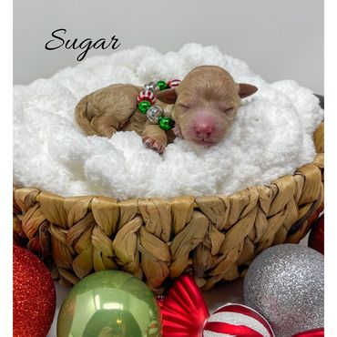 Mini Labradoodle Puppy