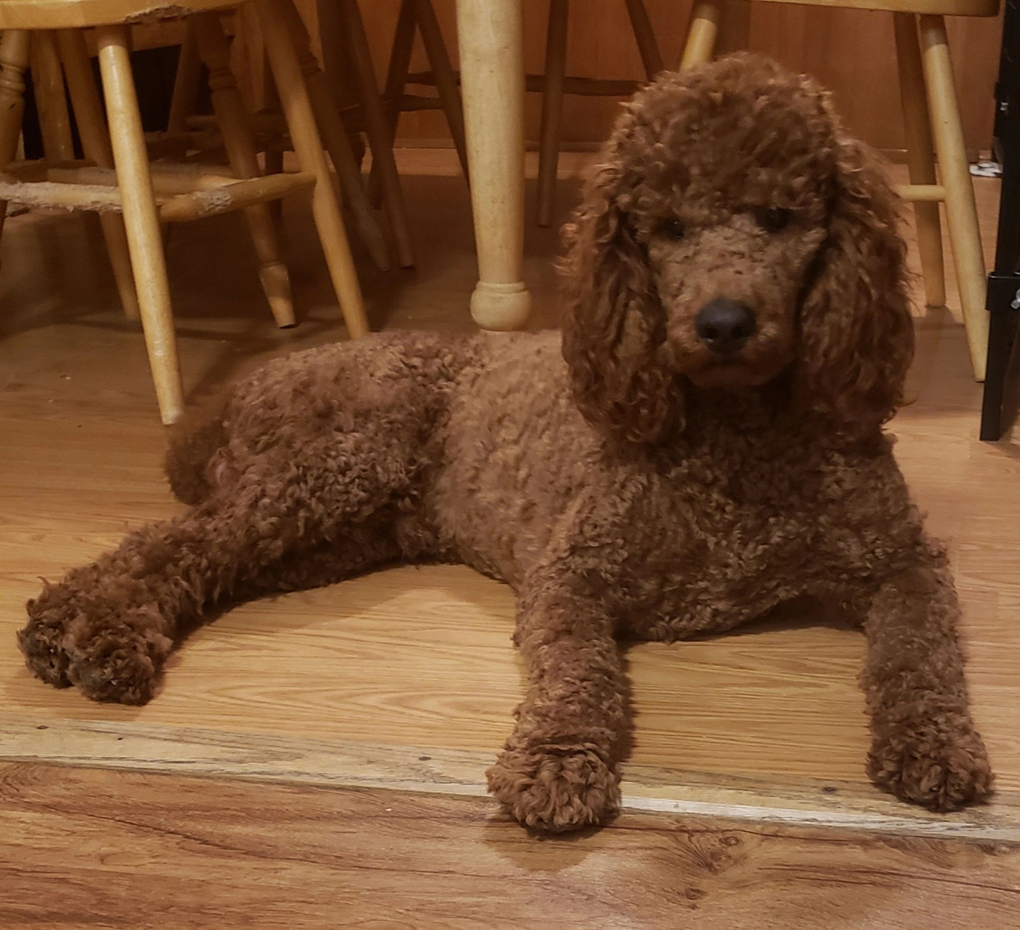 Red Standard Poodle