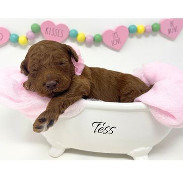 Available Mini Goldendoodle puppy