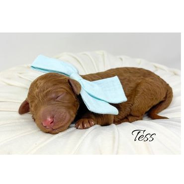 Mini Goldendoodle Puppy