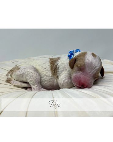 Mini Goldendoodle Puppy