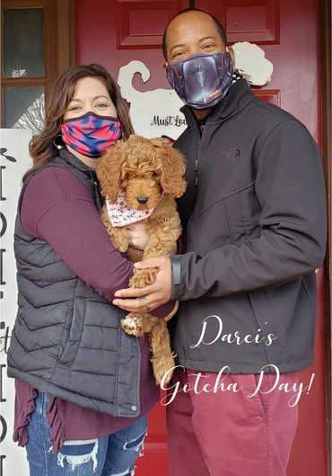 F1b Goldendoodle Puppy