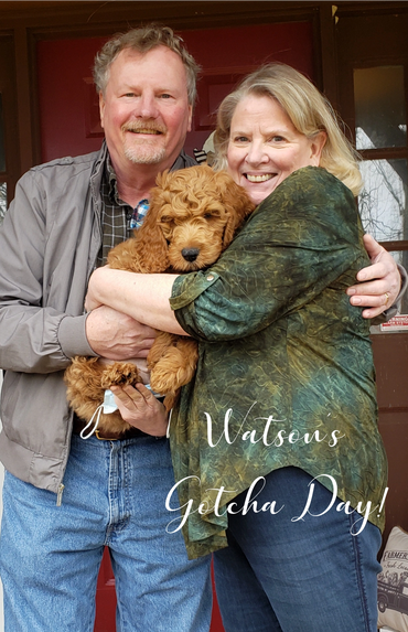 F1b Goldendoodle Puppy