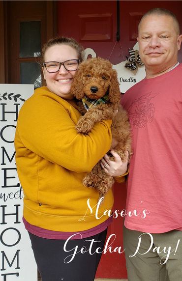 F1b Goldendoodle Puppy