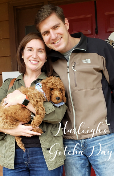 F1b Goldendoodle Puppy