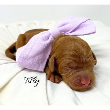 Mini Goldendoodle Puppy