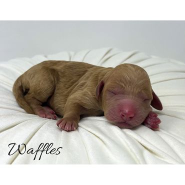 Mini Labradoodle Puppy