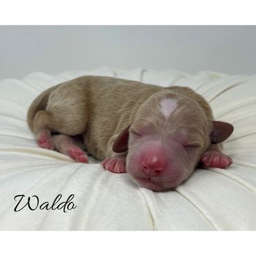 Mini Labradoodle Puppy