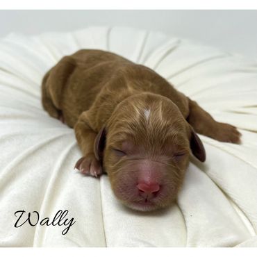Mini Labradoodle Puppy