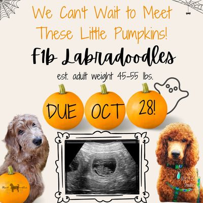 F1b Labradoodle puppies