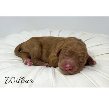 Mini Labradoodle Puppy